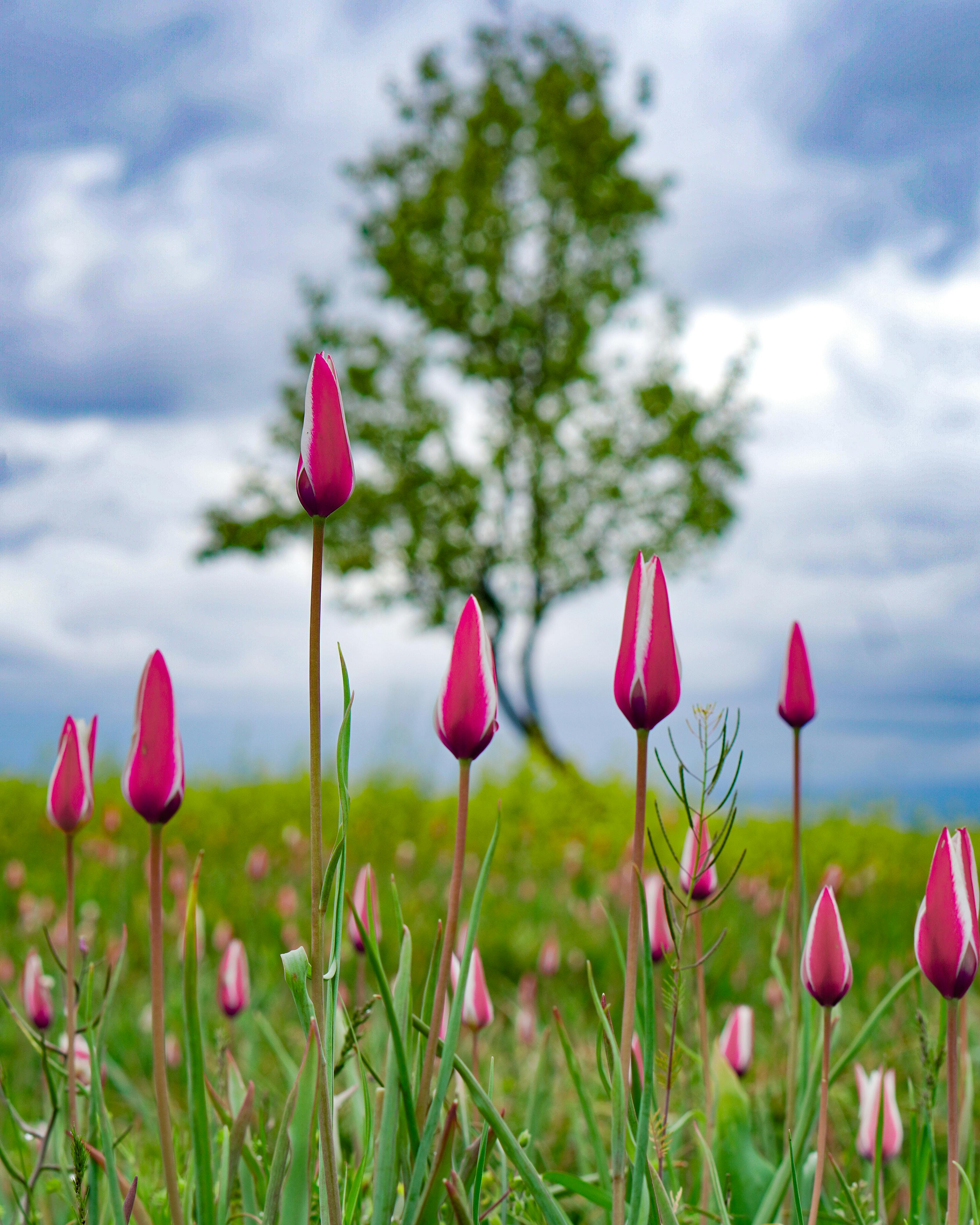 Blooming Pink Tulips in Srinagar Spring